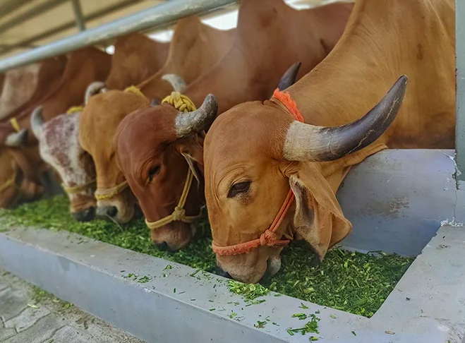 Gau Seva at Hariom Gurukul Sanatana Gaushala