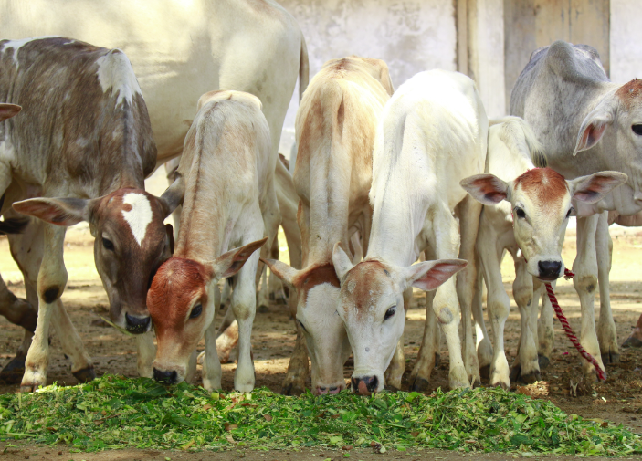 Gau Seva at Hariom Gurukul Sanatana Gaushala