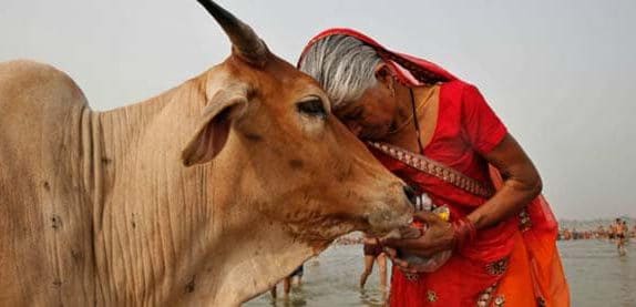 Divine Cow Service at Hariom Gurukul Gaushala