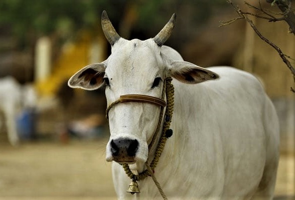 Cow in Sanatan Dharma: Symbol of Faith, Culture, and Responsibility